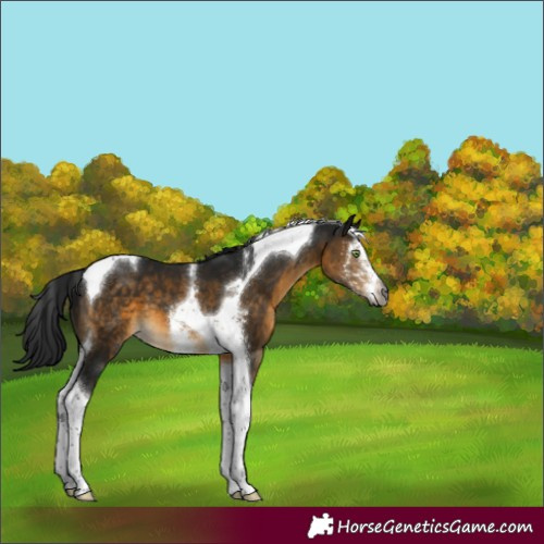 Horse Color:Gray Buckskin Sabino Tobiano 