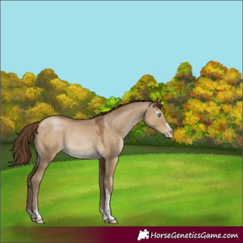 Horse Color:Gray Smoky Grullo Pearl Sabino Tobiano 