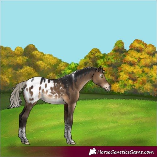 Horse Color:Gray Silver Brown Dun Tobiano Appaloosa Rabicano 