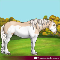 Horse Color:Silver Classic Champagne Dun Splash Frame 