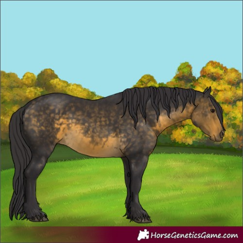 Horse Color:Buckskin