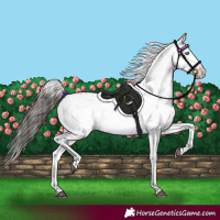 Horse Color:Liver Chestnut Frame 