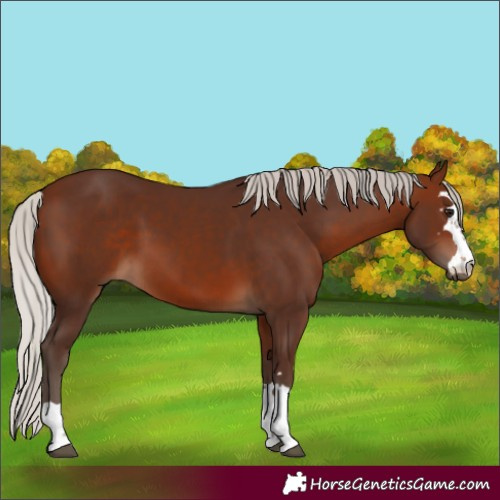 Horse Color:Silver Brown 