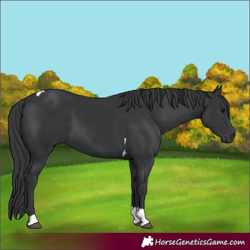 Horse Color:Black Tobiano 