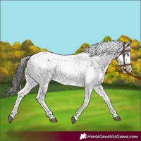 Horse Color:Liver Chestnut Frame 