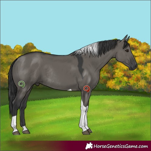 Horse Color:Unknown 