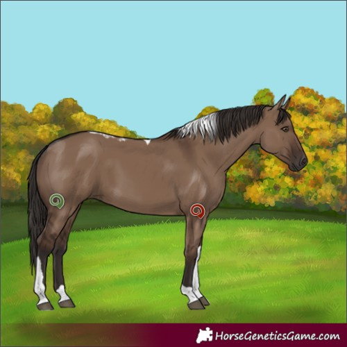 Horse Color:Unknown 