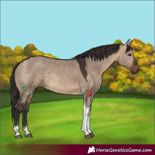 Horse Color:Unknown 