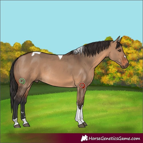 Horse Color:Unknown 