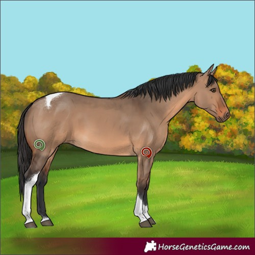 Horse Color:Unknown 