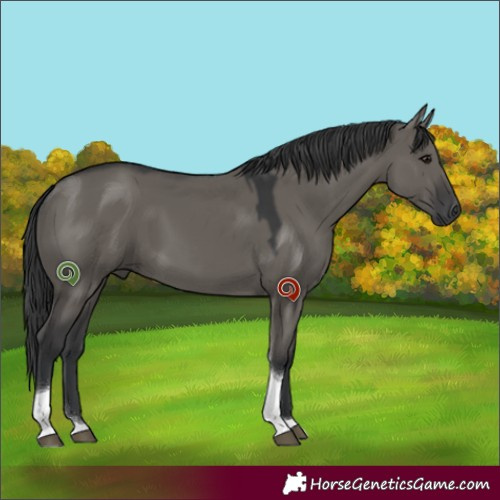 Horse Color:Unknown 