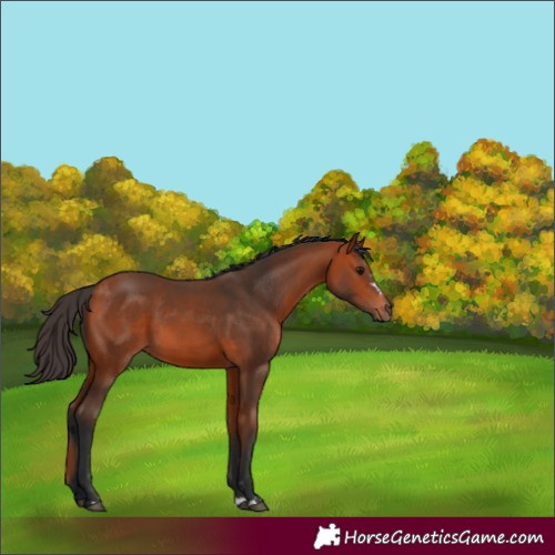 Horse Color:Bay 