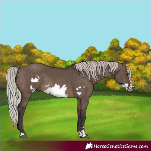 Horse Color:Silver Brown Dun Frame 