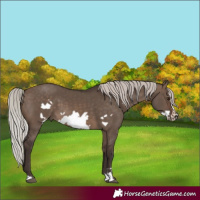 Horse Color:Silver Brown Dun Frame 