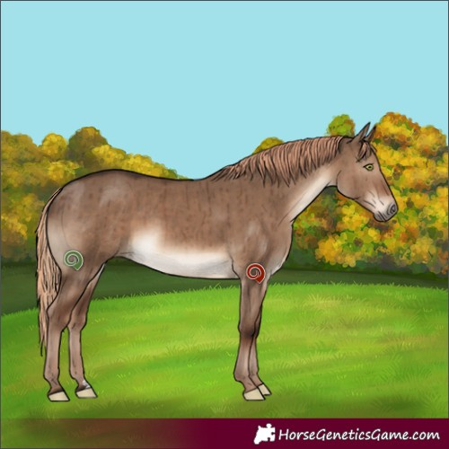 Horse Color:Liver Red Dun Brindle