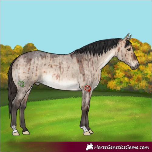 Horse Color:Bay Roan Dun Brindle