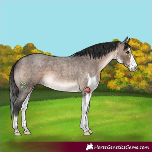 Horse Color:Brown Roan Dun Sabino Brindle 