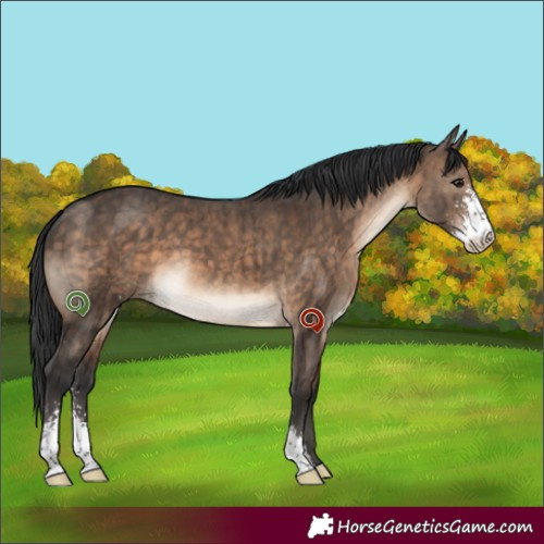 Horse Color:Brown Dun Sabino Brindle 