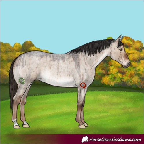 Horse Color:Liver Red Dun Roan Brindle