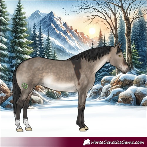 Horse Color:Brown Dun 
