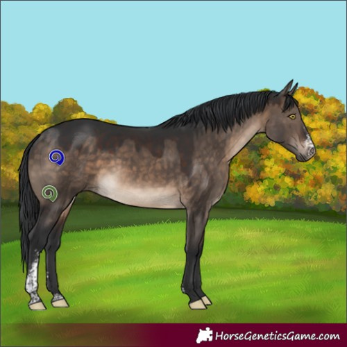 Horse Color:Brown Dun Sabino