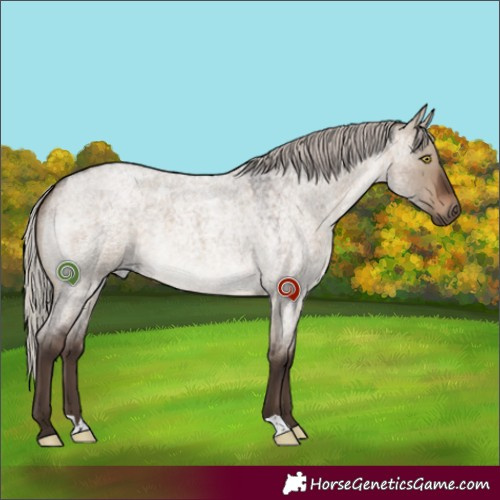 Horse Color:Silver Brown Roan Dun 