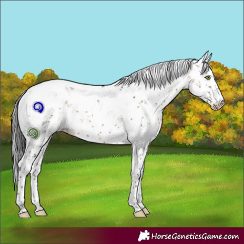 Horse Color:Brown Dun Sabino Brindle 