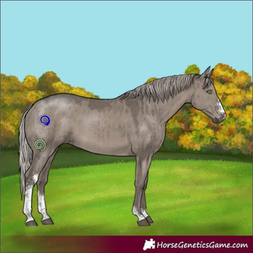 Horse Color:Silver Grullo Sabino Brindle