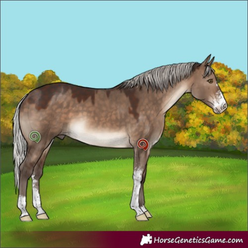 Horse Color:Silver Brown Dun Sabino 
