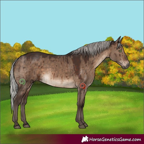 Horse Color:Silver Brown Dun Brindle 