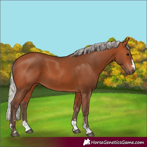 Horse Color:Silver Bay 