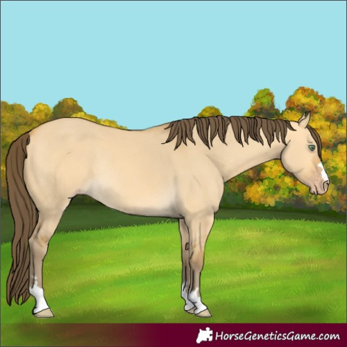 Horse Color:Amber Cream Champagne Dun Rabicano 
