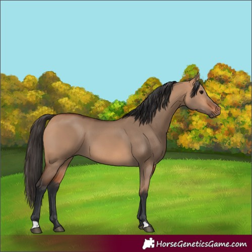 Horse Color:Bay Dun 