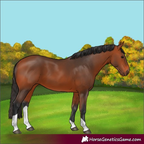 Horse Color:Bay Tobiano