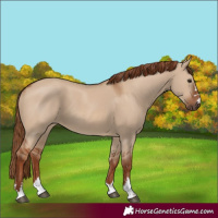Horse Color:Red Dun 