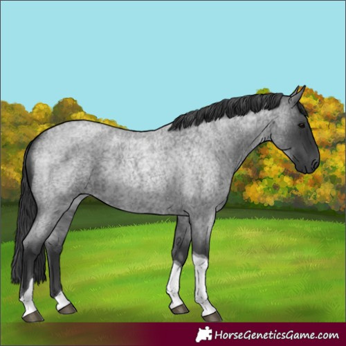 Horse Color:Blue Roan Tobiano
