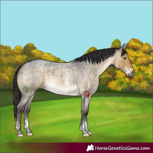 Horse Color:Buckskin Roan Dun Sabino Brindle