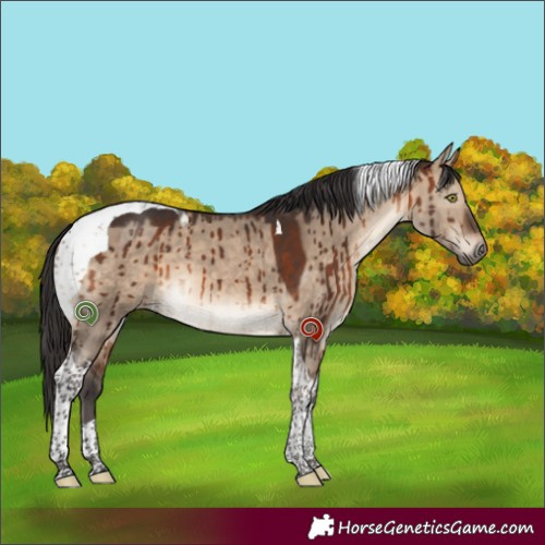 Horse Color:Brown Dun Tobiano Brindle 