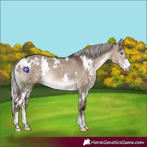 Horse Color:White Spotted Silver Brown Dun Mushroom Sabino Rabicano 