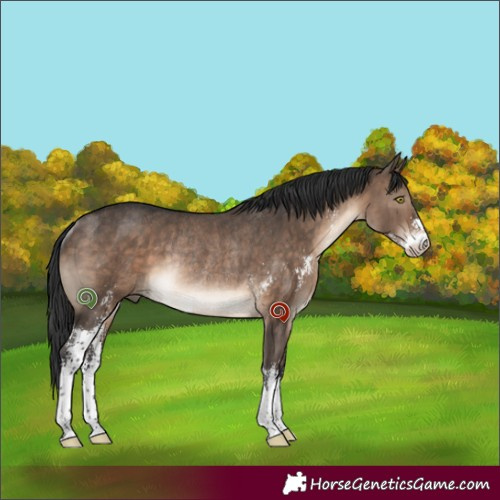 Horse Color:Brown Dun Sabino Rabicano Brindle