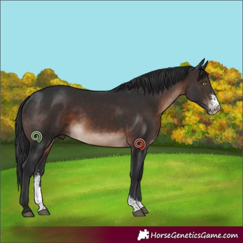 Horse Color:Brown Mushroom Sabino
