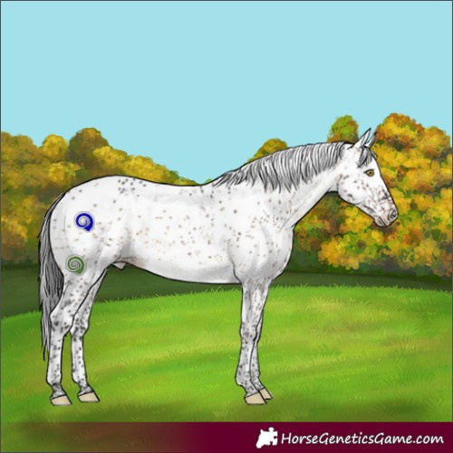 Horse Color:Brown Dun Sabino Rabicano Brindle
