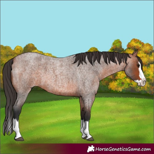 Horse Color:Bay Roan Splash 