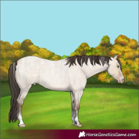 Horse Color:Powder White Amber Champagne Roan Dun 