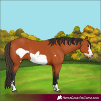 Horse Color:Bay Frame 