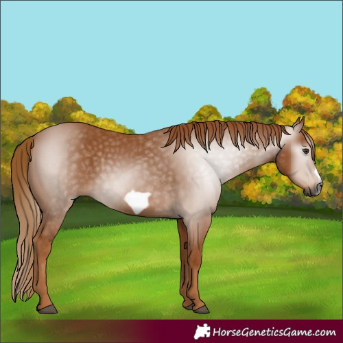 Horse Color:Gray Chestnut Frame 