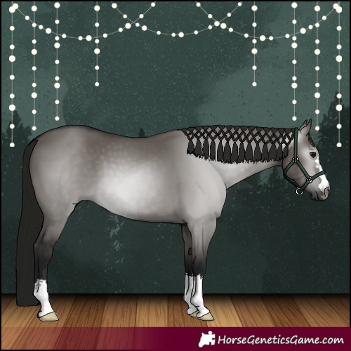 Horse Color:Gray Grullo