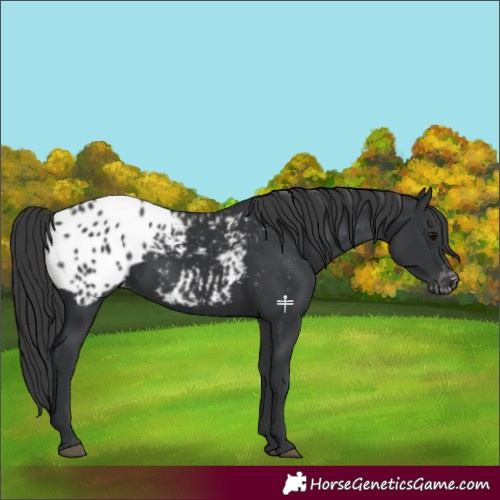 Horse Color:Black Appaloosa 