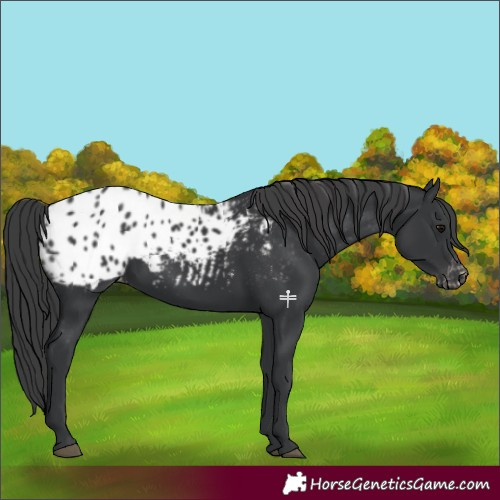 Horse Color:Black Appaloosa 