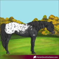 Horse Color:Black Appaloosa